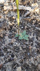 Pterostylis nigricans