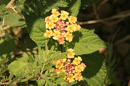 Verbenaceae image