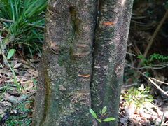 Trichosurus vulpecula