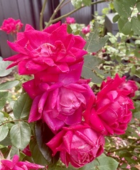 Rosa