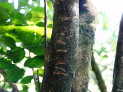 Trichosurus vulpecula