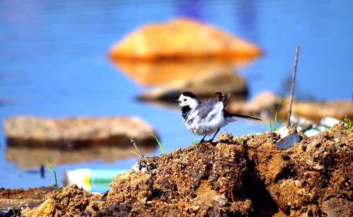 White Wagtail