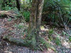 Trichosurus vulpecula
