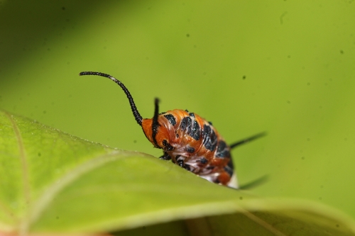 Ruddy Daggerwing