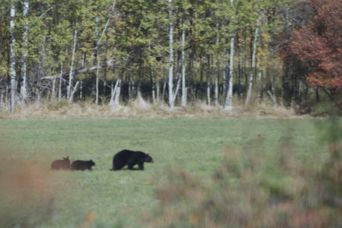 Black Bear sighting near Columbia-Shuswap