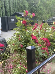 Rosa