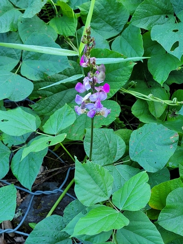 Lablab purpureus observed 2026-10-06