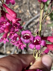 Penstemon clevelandii