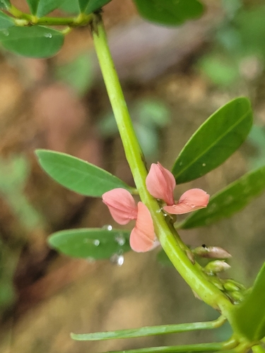 Indigofera hendecaphylla observed 2026-10-05