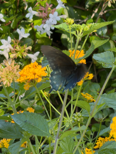 Pipevine Swallowtail