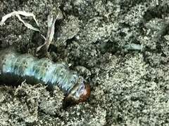 Scolecocampa