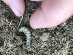 Scolecocampa
