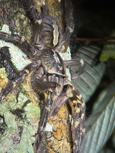 Fringed Ornamental Tarantula