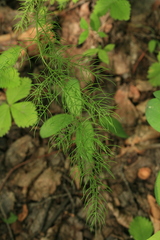 Asparagus dauricus