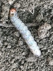 Scolecocampa