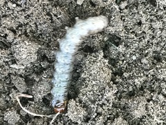 Scolecocampa