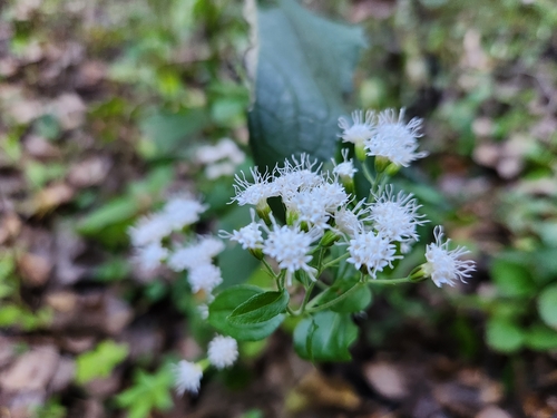 white snakeroot