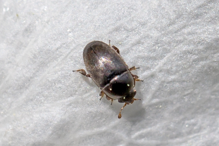 Fabogethes
