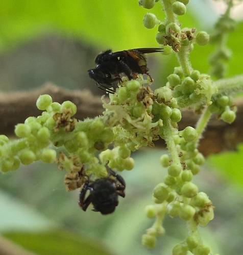 Spiny-legged Stingless bee