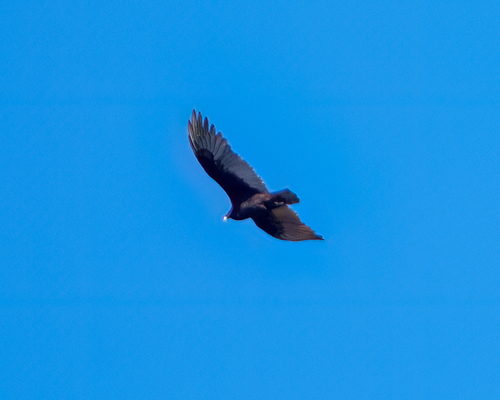 Turkey Vulture