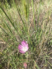 Sidalcea diploscypha