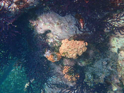 Tubastraea coccinea observed 2026-10-05