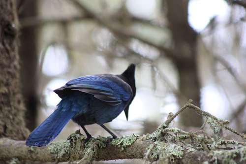 Steller's Jay