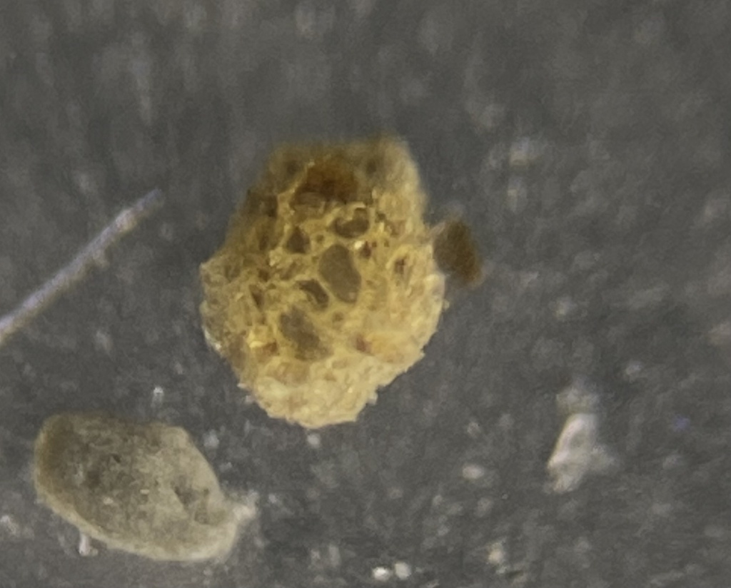 Psammosphaera fusca