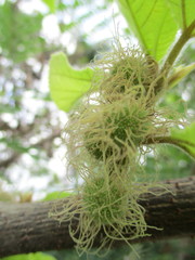 Broussonetia papyrifera