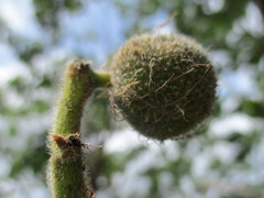 Broussonetia papyrifera