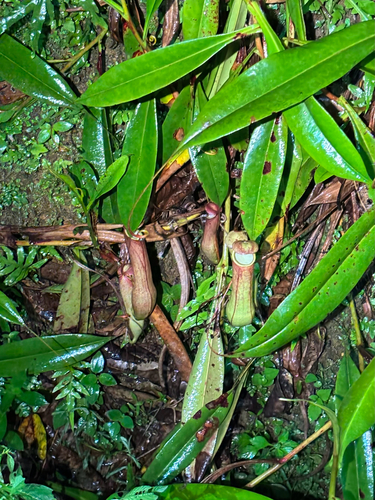 Sri Lankan pitcher plant