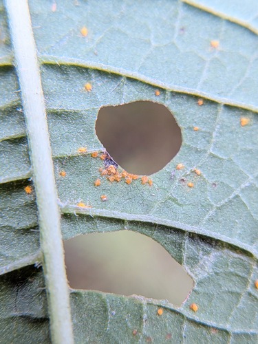 Coleosporium vernoniae, 2026-10-05