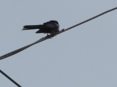 Hypsipetes leucocephalus