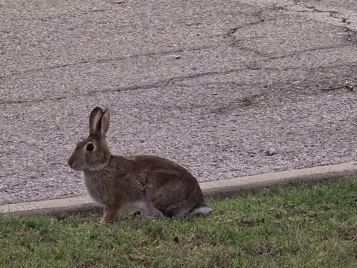 Eastern Cottontail