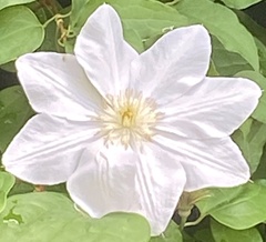 Magnoliopsida