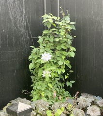 Magnoliopsida