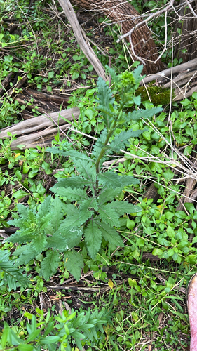 Senecio biserratus, 2026-10-06
