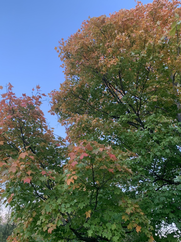 Two sugar maple crowns, orange and pink at the top and still green lower down, against a clear evening sky.