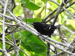 Microrhopias quixensis