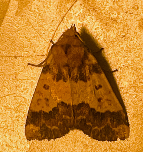 Barred Sallow