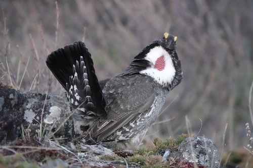 Dusky Grouse