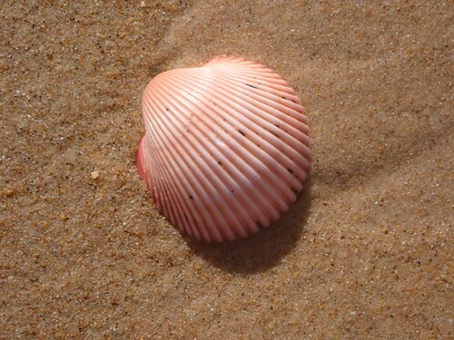 Vepricardium multispinosum observed 2026-10-06