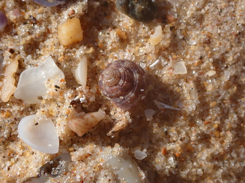 Eurytrochus strangei observed 2026-10-06
