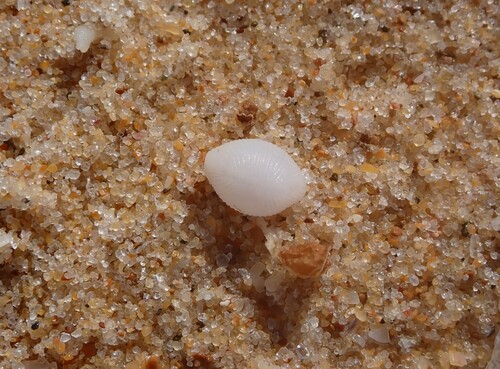 Trivirostra oryza observed 2026-10-06