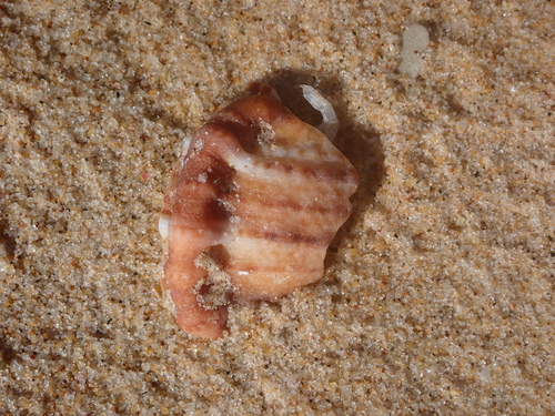 Bursa granularis observed 2026-10-06