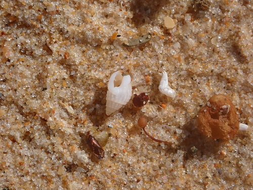 Nassarius nigellus, 2026-10-06