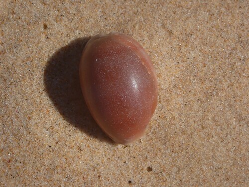 Cypraea carneola observed 2026-10-06