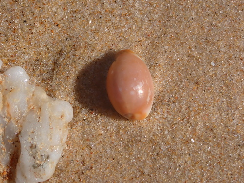 Cypraea staphylaea observed 2026-10-06