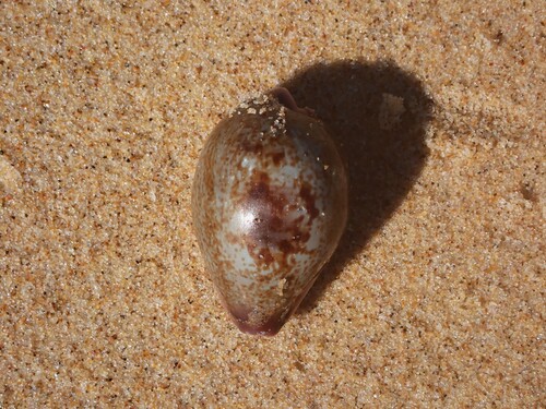 Cypraea subviridis observed 2026-10-06