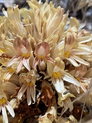 Aphyllon californicum feudgei